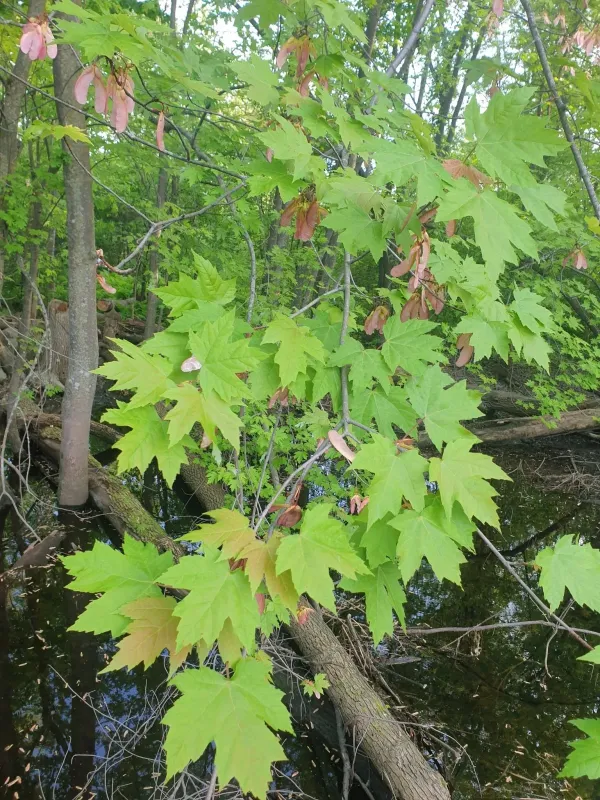 Freeman Maple