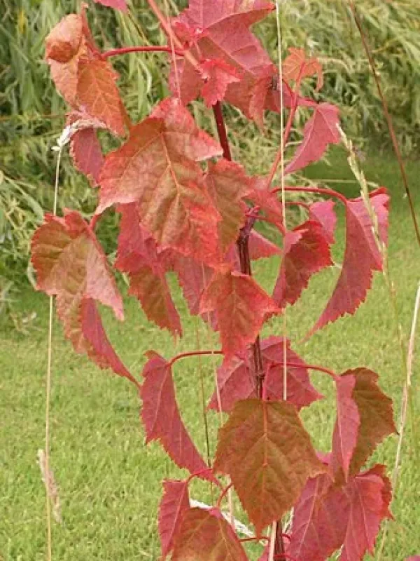 Acer laxiflorum