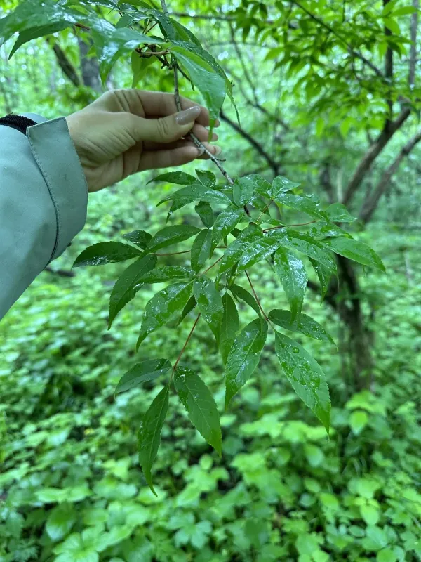 Manchurian maple