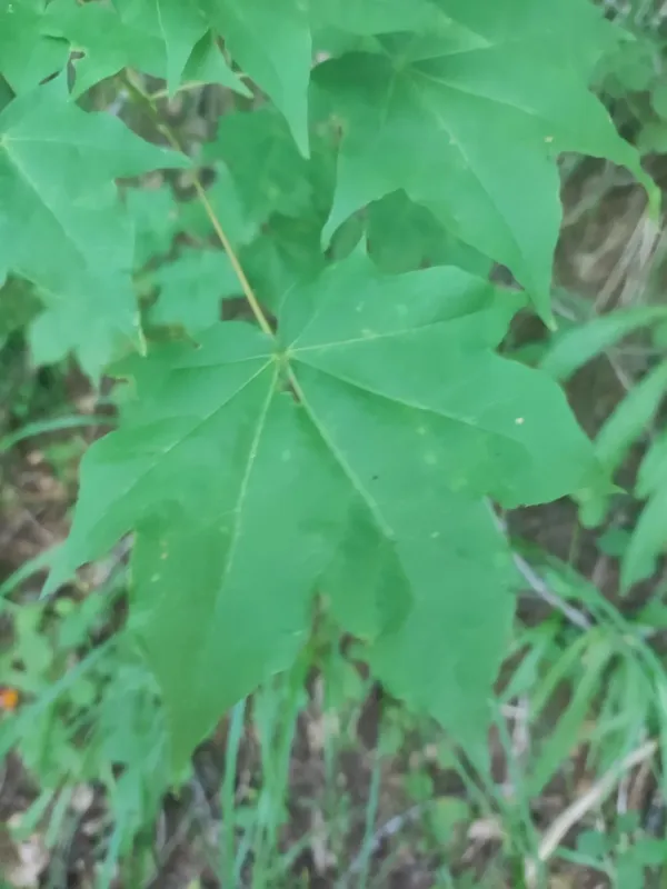 Mayr maple