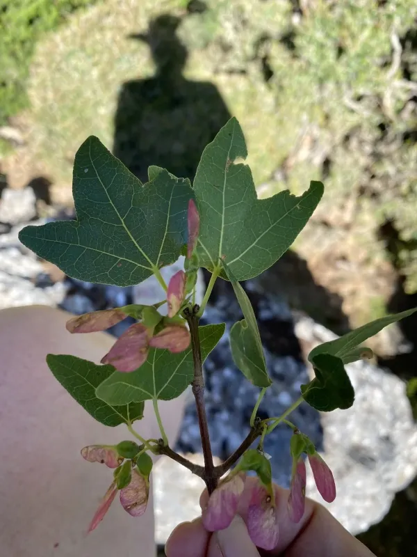 Oriental maple