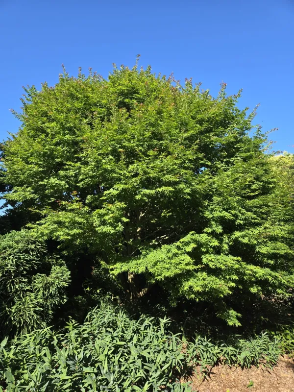 Pubipalmate maple