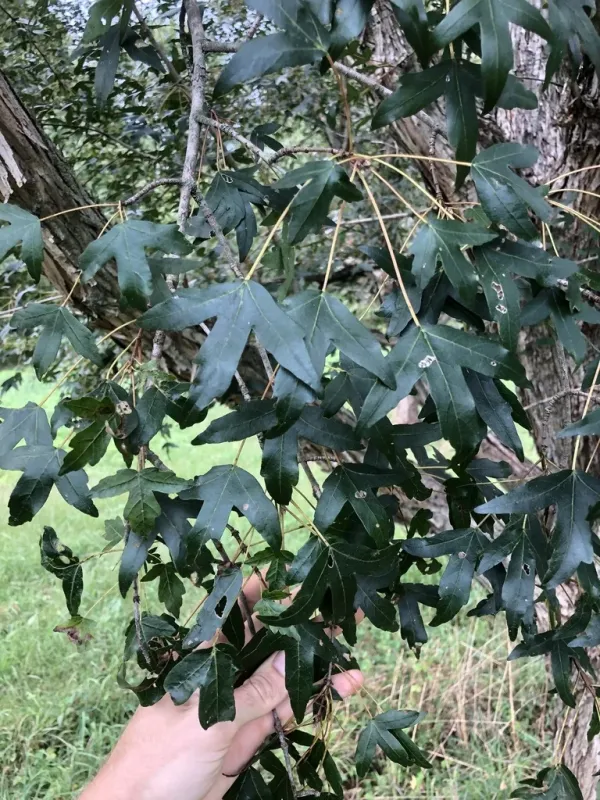 Hairy maple