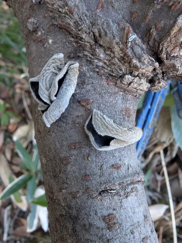 Auricularia polytricha