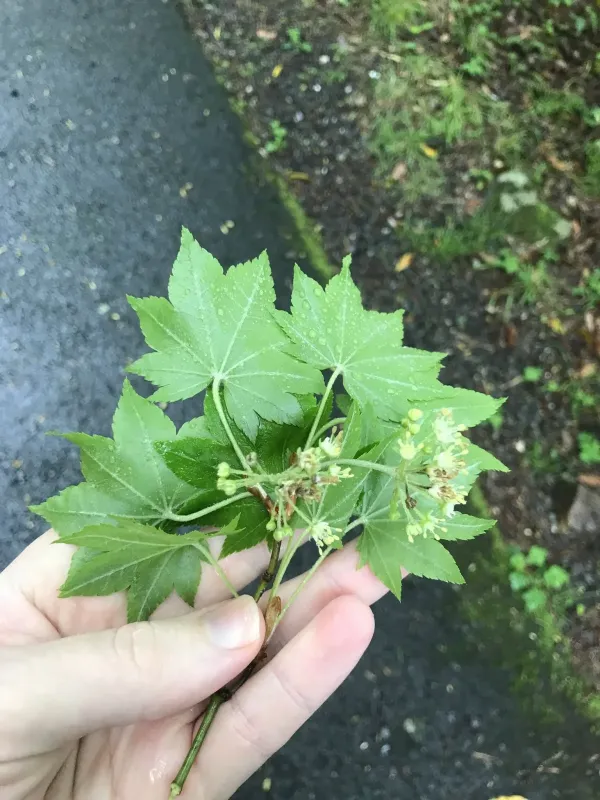 Siebold's Maple
