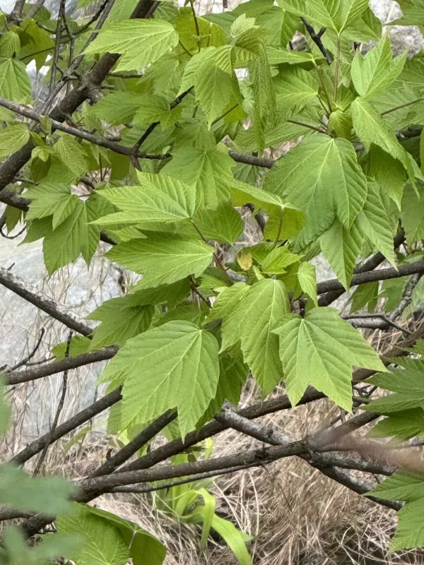 Клен стеркулієлистний