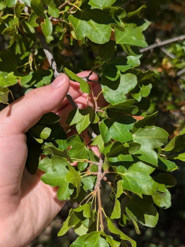 Cretan maple