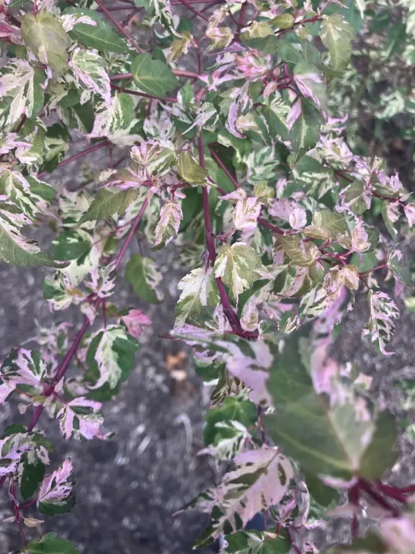 Veitch maple