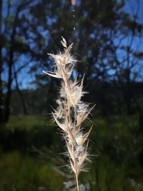 Notodanthonia