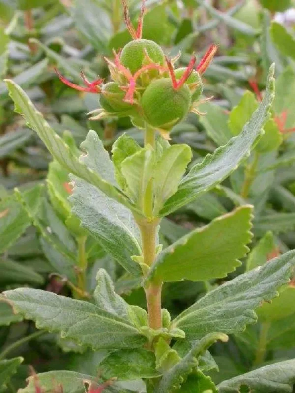 Adriana acerifolia