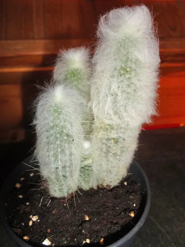 Austrocephalocereus dybowskii