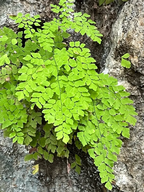 Адіантум ніжний