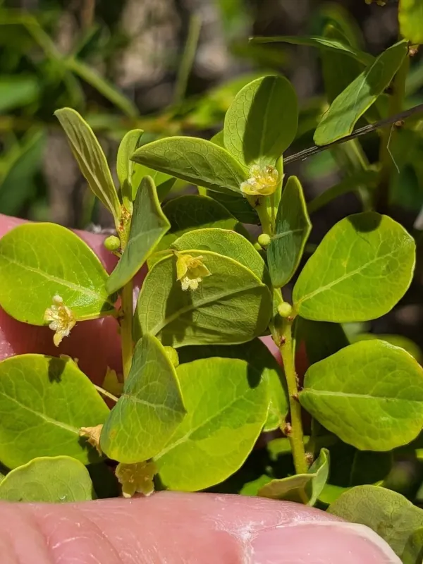 Andrachne phyllanthoides