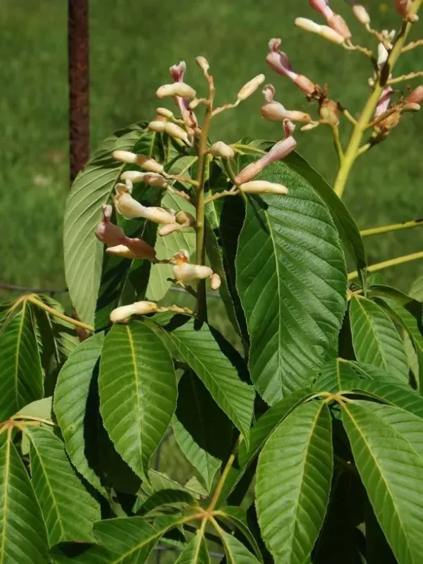 Dupont's buckeye