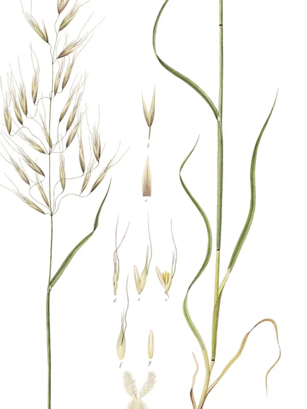 Bristle oat