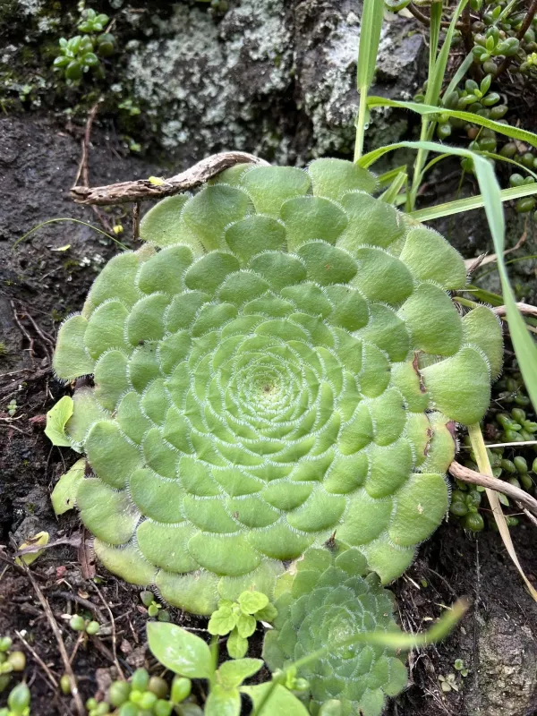 Saucer plant