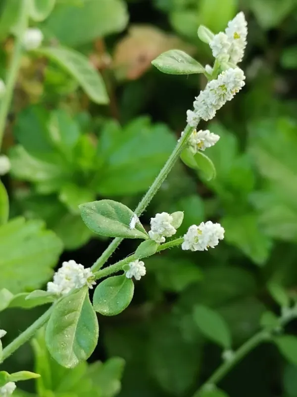 Aerva lanata