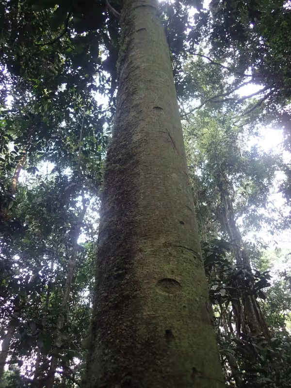 Anonidium mannii