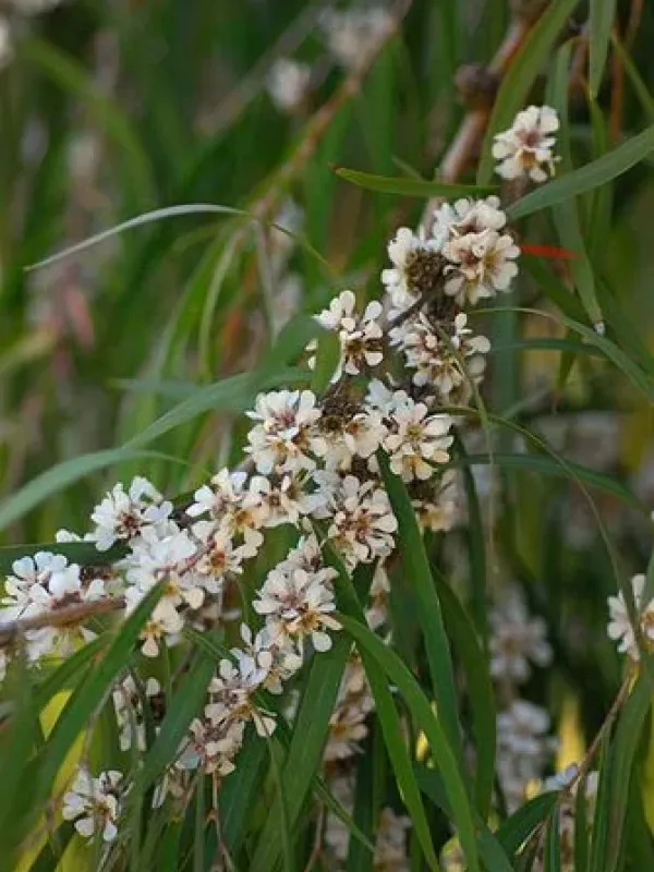 Agonis