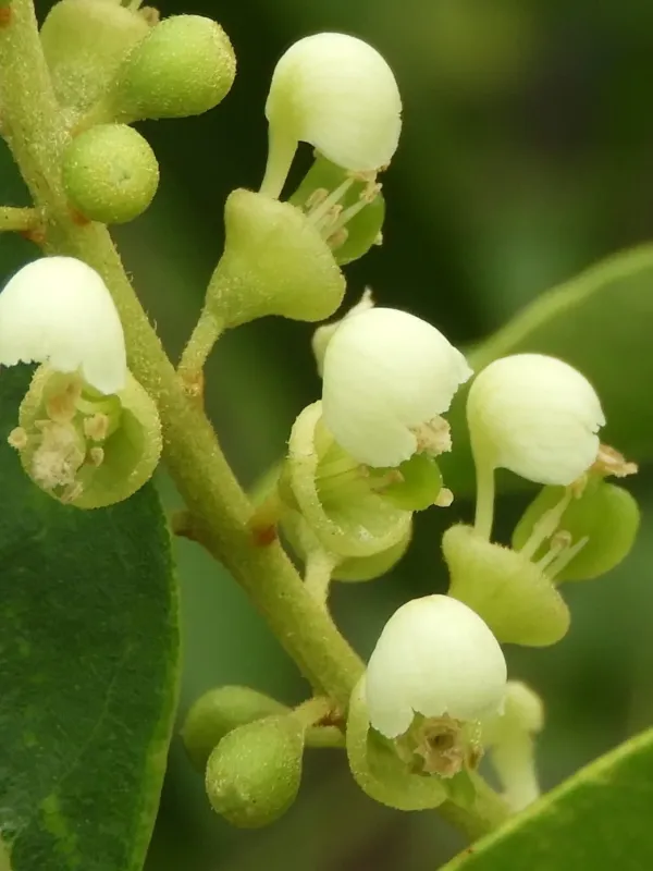 Ateleia gummifera