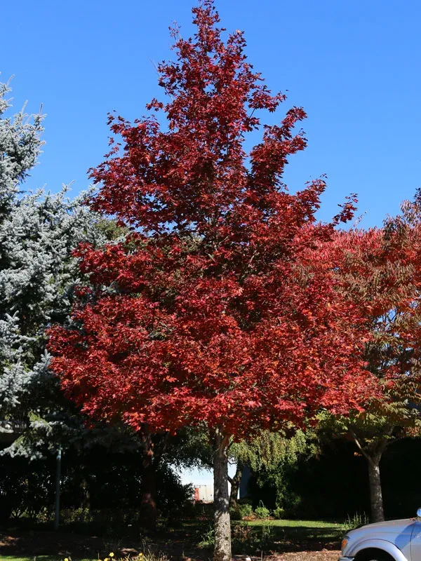 Hybrid maple Acer platanoides × Acer truncatum