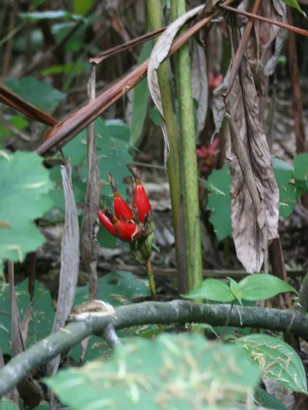 Aframomum zambesiacum