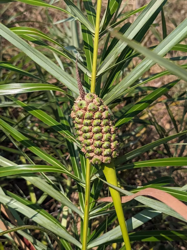 Allagoptera campestris