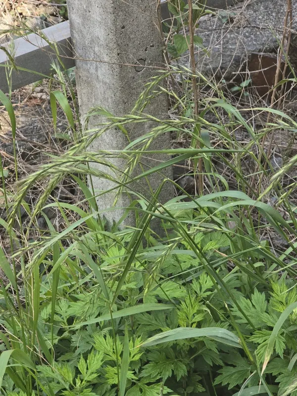 Tsukushi wild rye