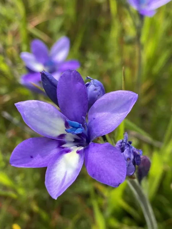 Babiana stricta