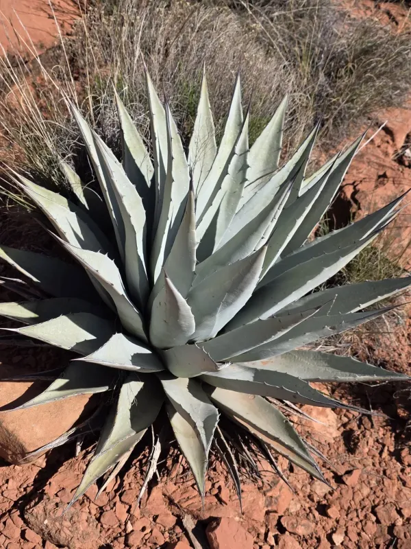 Agave parryi