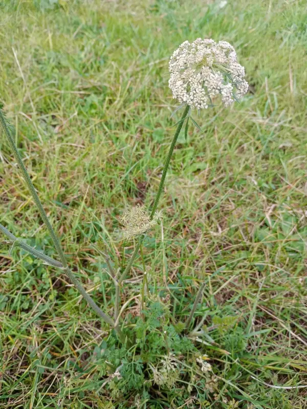 Агрохарис