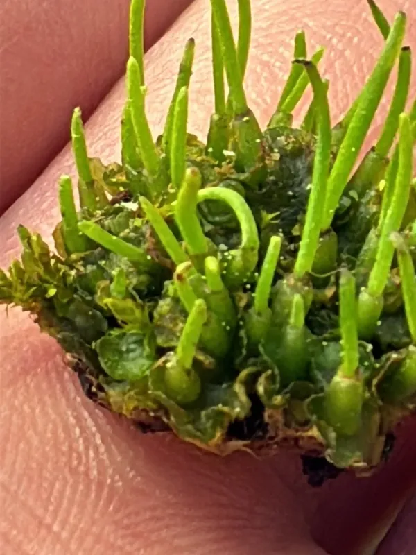 Phaeoceros laevis