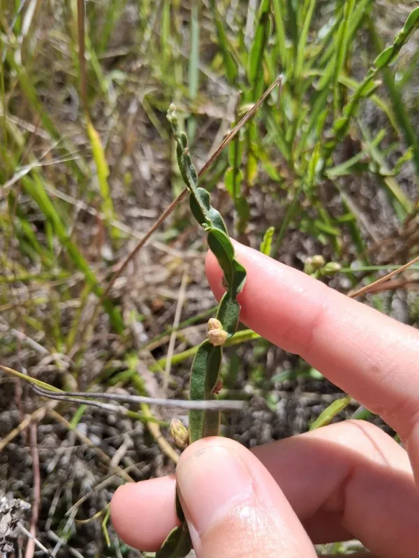 Baccharis genistelloides