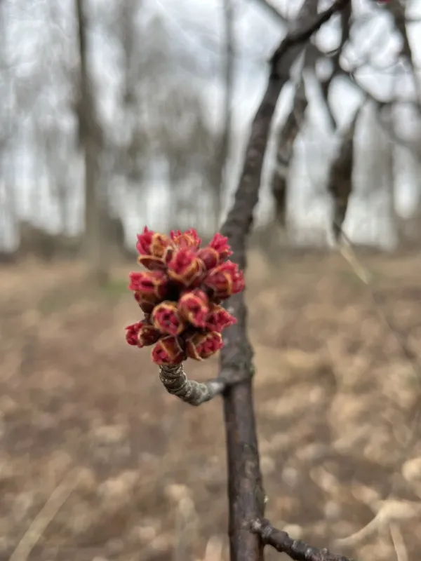 Клён серебристый