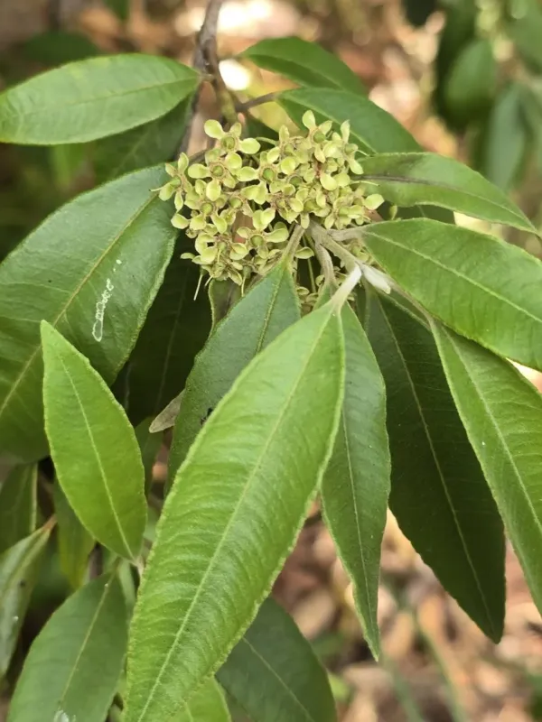 Lemon myrtle