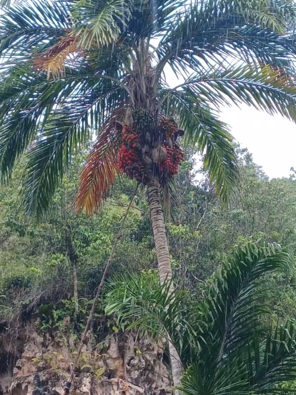 Peach palm
