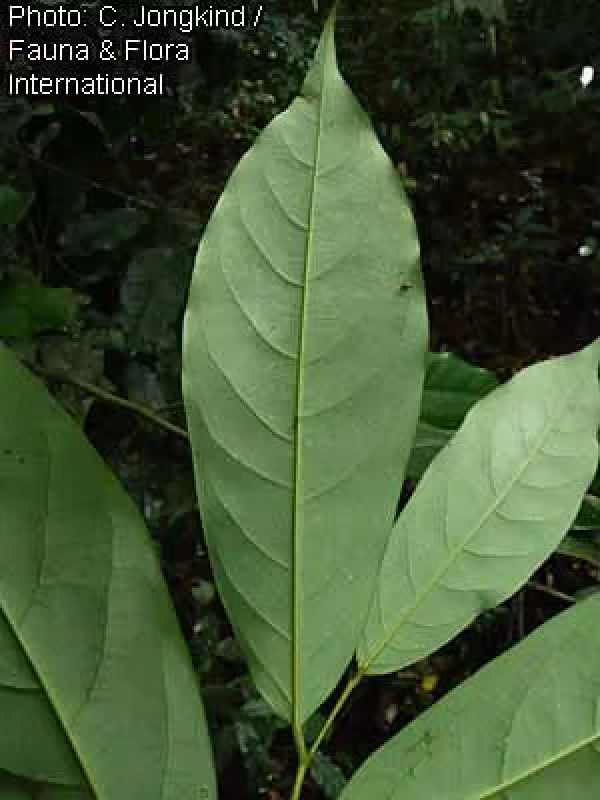 Annickia polycarpa