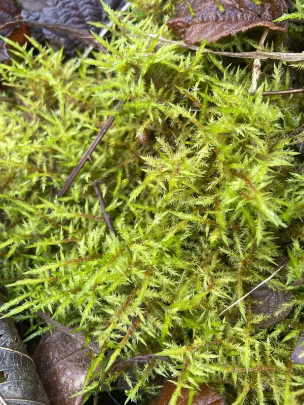 Pointed spear-moss