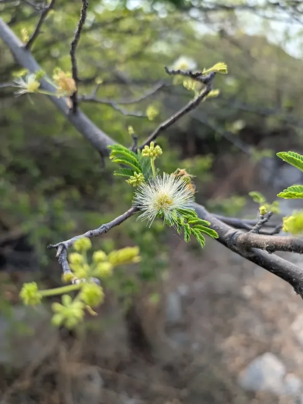 Bitter albizia