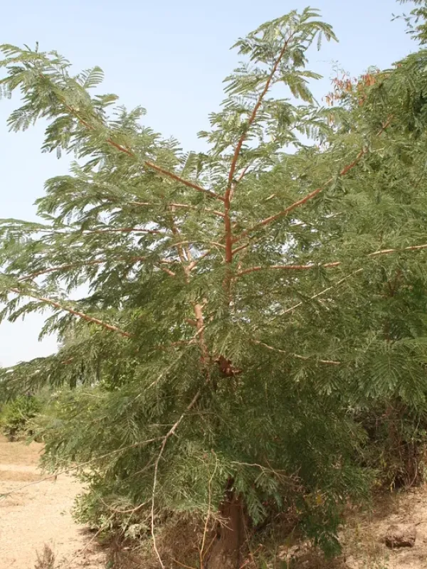 Albizia chevalieri