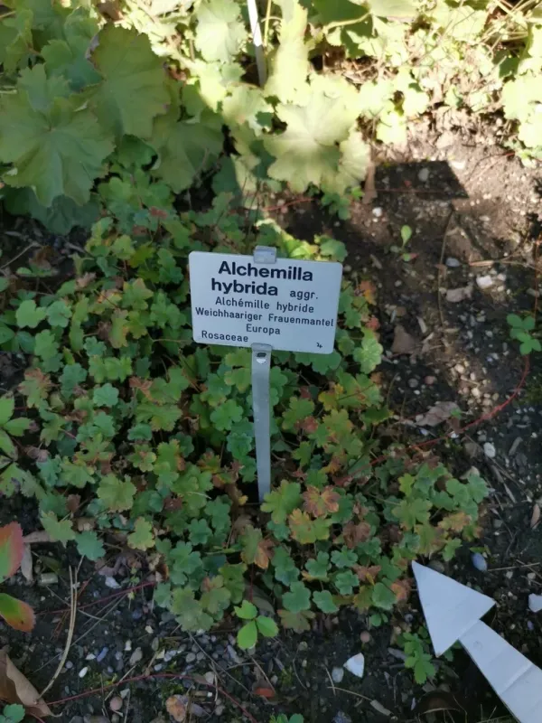 Манжетка гібридна
