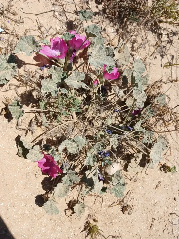 Alcea acaulis