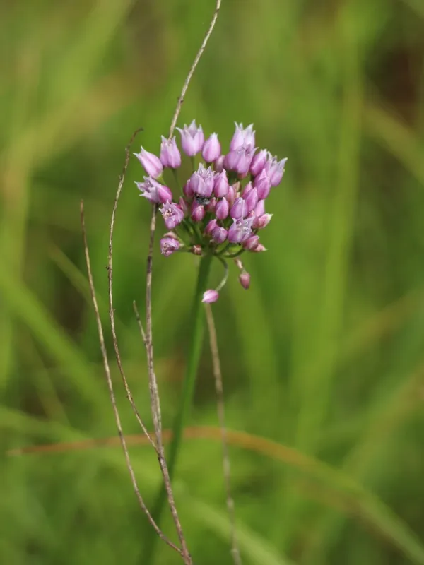 Mouse garlic