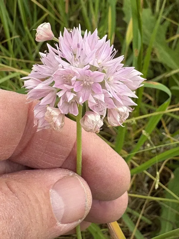 Narrowleaf onion