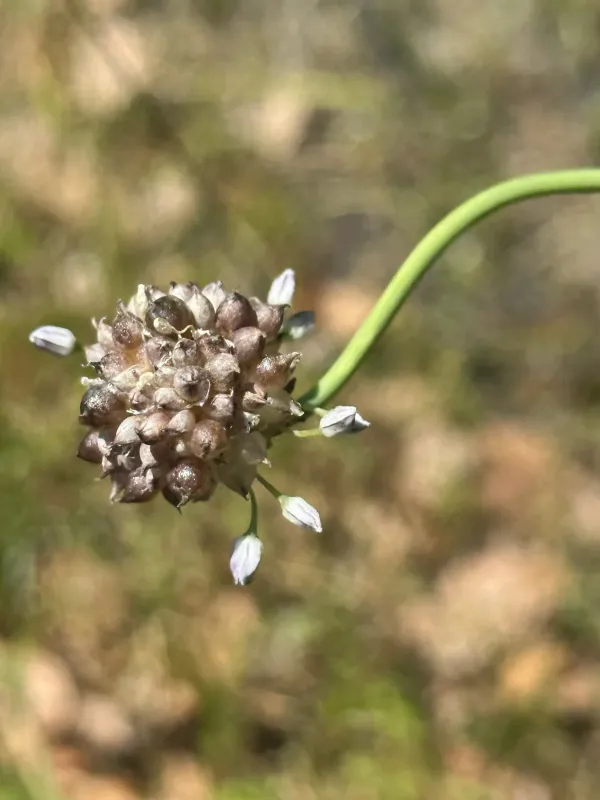 Allium macrostemon