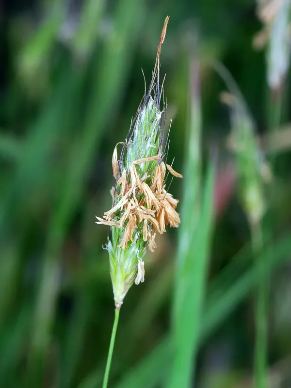 Creeping foxtail