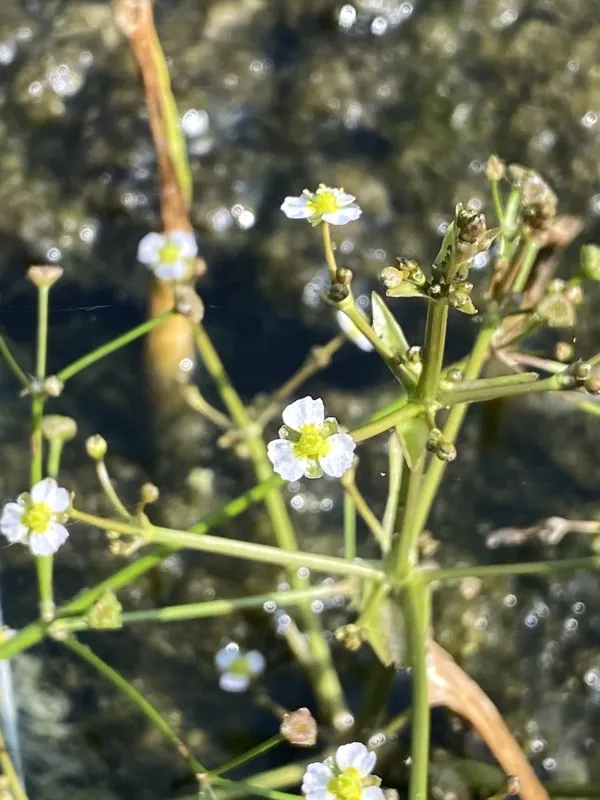 Narrowleaf water-plantain