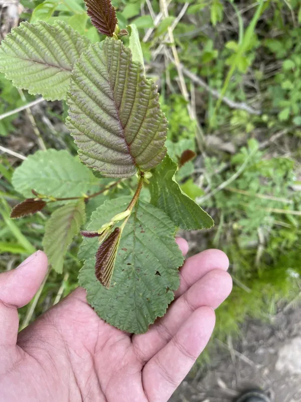Downy alder