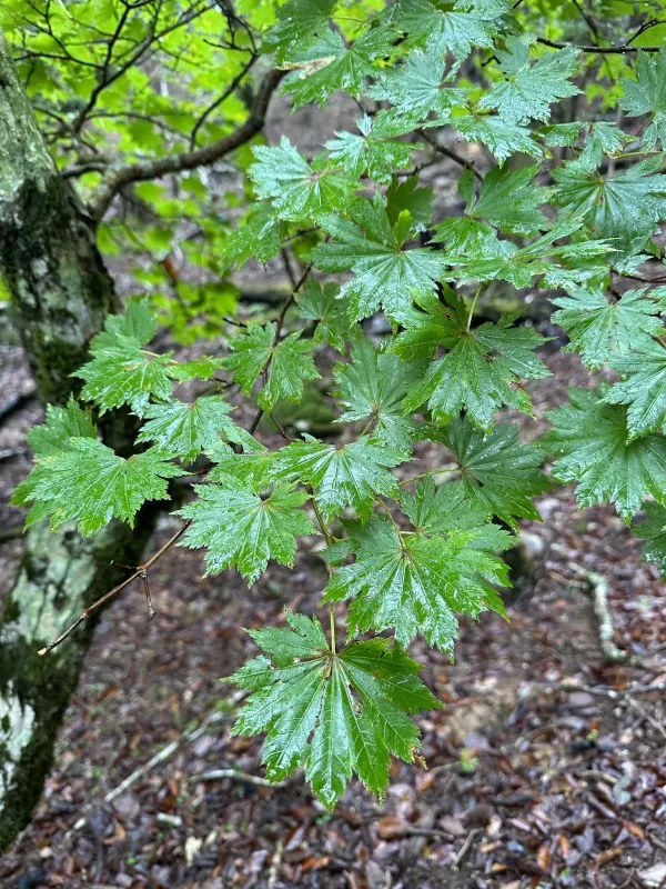 Shirasawa maple