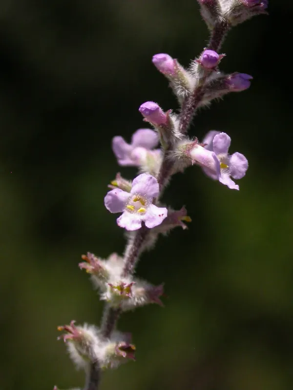 Aloysia chamaedrifolia